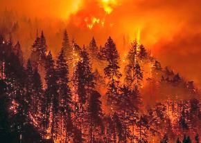 The forests of Oregon are ravaged by the Eagle Creek fire